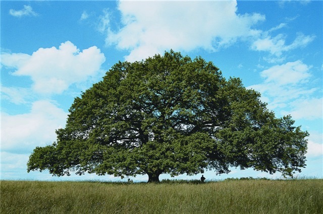 Article : Une larme pour mes chers arbres